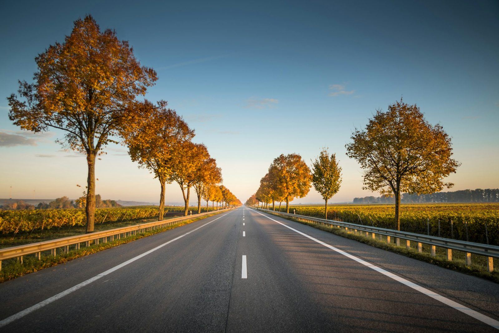 Landstraße, die durch eine Allee hoher Bäume führt, im warmen Abendlicht