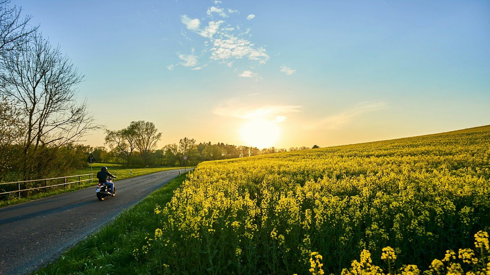 Motorradfahrer auf einer Landstraße an einem blühenden Rapsfeld